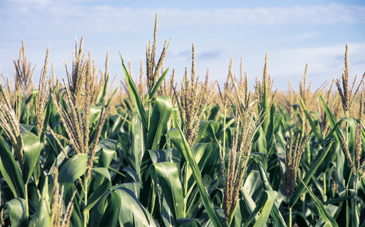 Agriculture