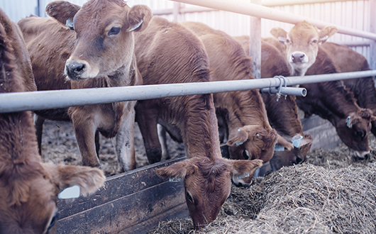 Livestock