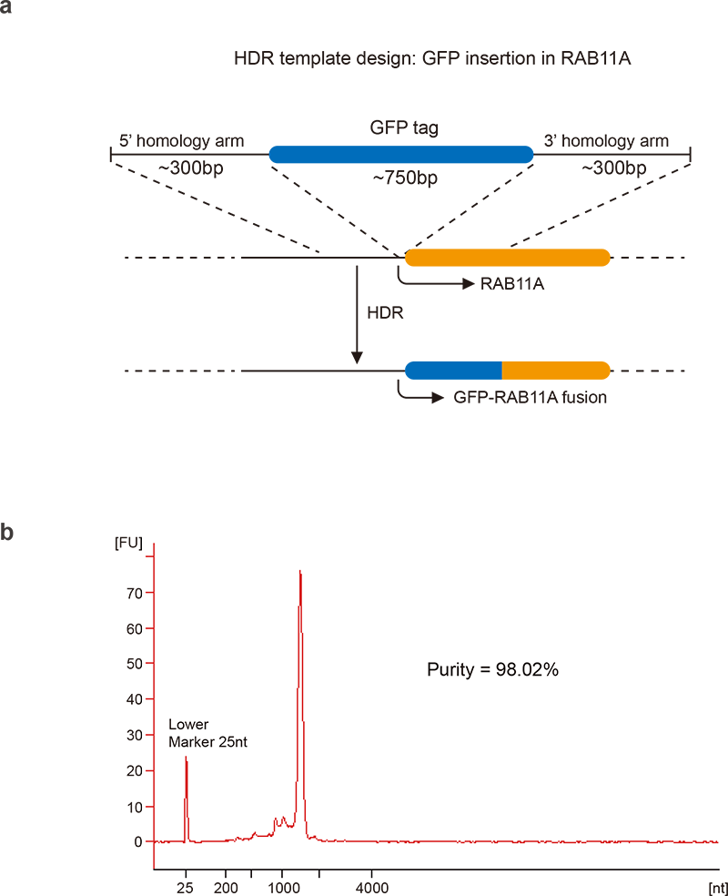 CRISPR homology directed repair (HDR) template design