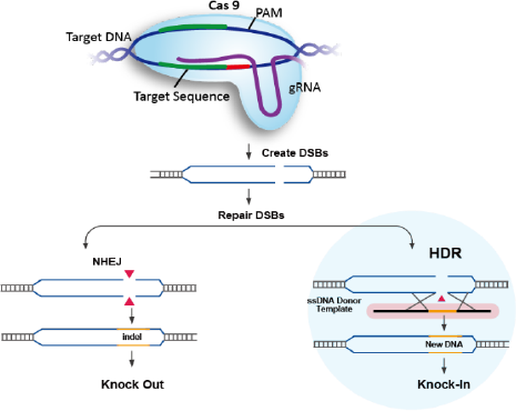 CRISPR Cas9