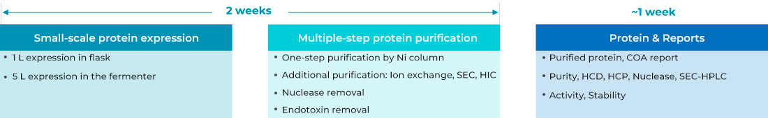 T7 RNA Polymerase Screening (1L scale) 