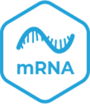 mRNA