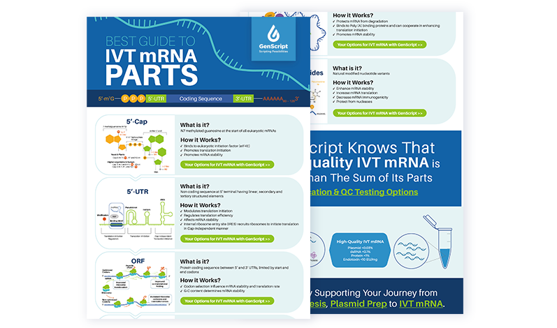 Guide to IVT mRNA Parts Infographic