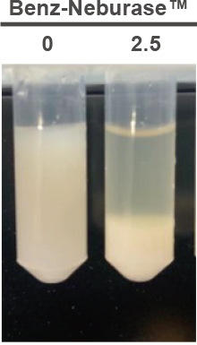 Escherichia coli