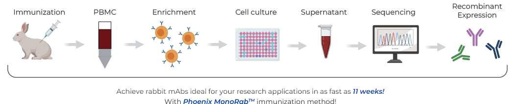 Workflow of MonoRab™-B Cell Cloning Platform