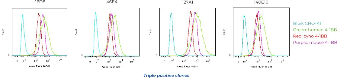 High success rate- Abs with Human, Cyno and Mouse cross-reactivity
