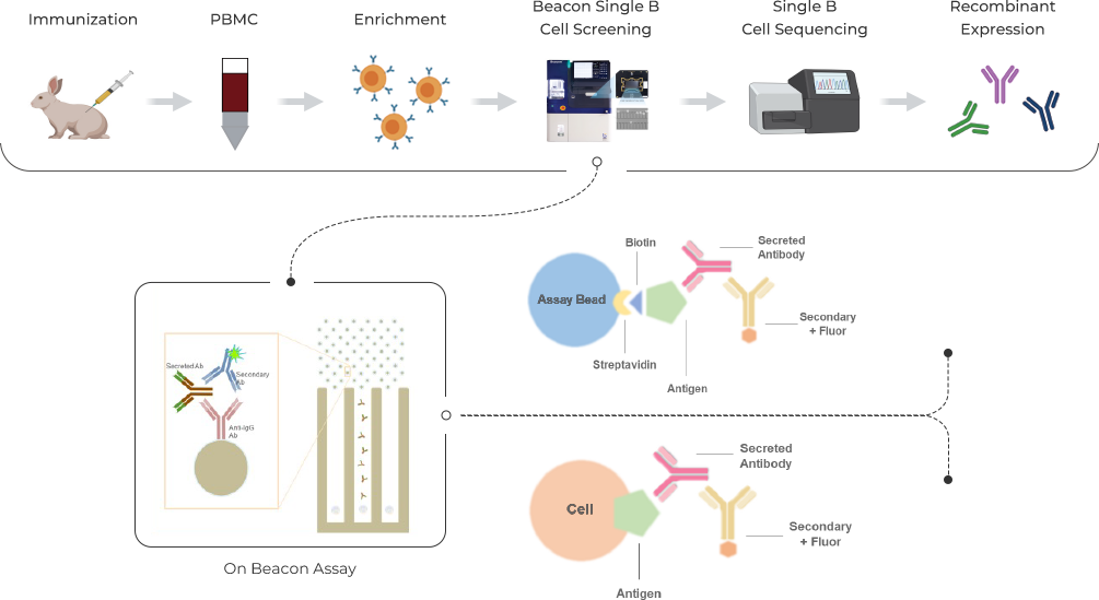 Workflow of Beacon-Single B Cell Sorting Platform