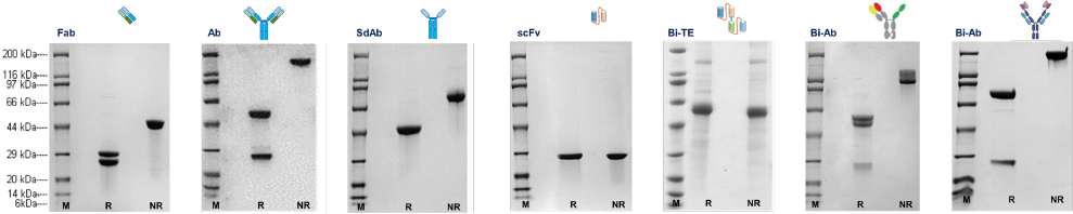 purified antibody products (M,R,NR)