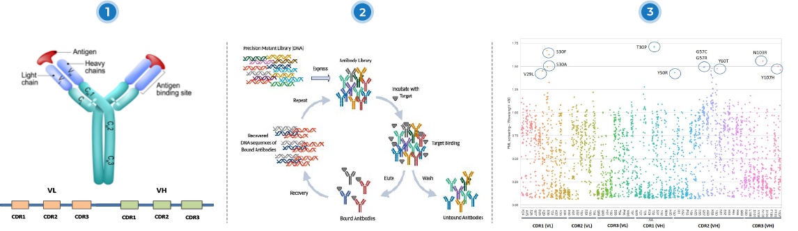A complete mutant library for affinity maturation