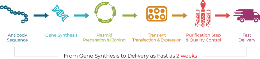 TurboCHO™ High throughput Services Workflow