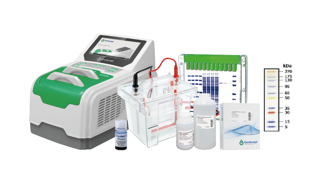 SurePAGE™ and eBlot™ Package