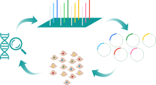 CRISPR gRNA Libray