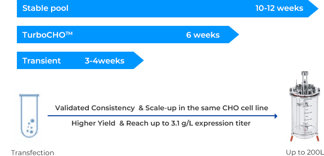 TurboCHO™ High throughput Services Workflow