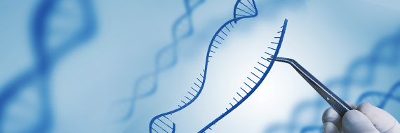 Revolutionizing Genome Editing: Integrating Large Genes with Precision