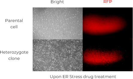 Assay cell line for target screening